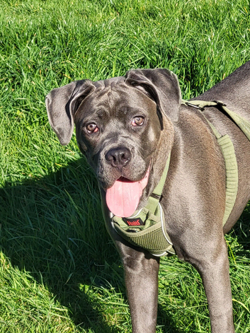 8 month gold girl cane corso