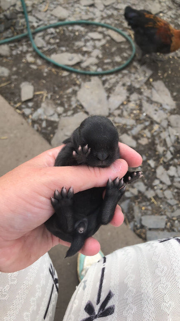 Havana baby bunnies