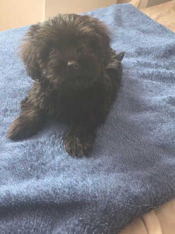 Cockapoo puppy