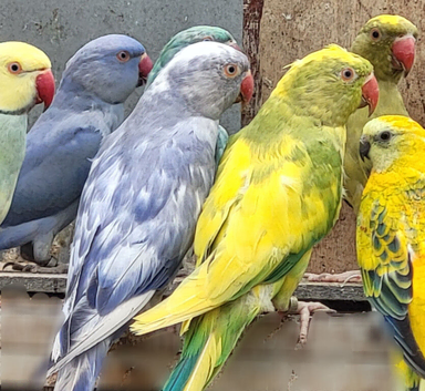 Breeding & pet Mutation Indian Ringneck Parrots