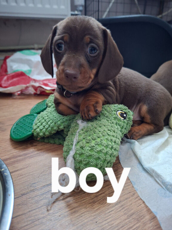 Miniature dachshund