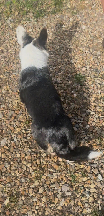 Two Cardigan corgi Females
