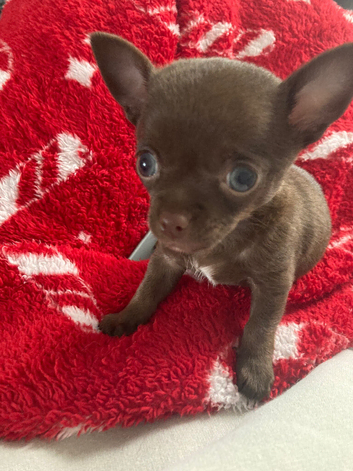 BEAUTIFUL CHOCOLATE PUREBRED MALE CHIHUAHUA PUPPY