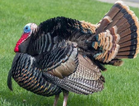 Male turkey