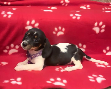 Rare and unique piebald miniature dachshund pups