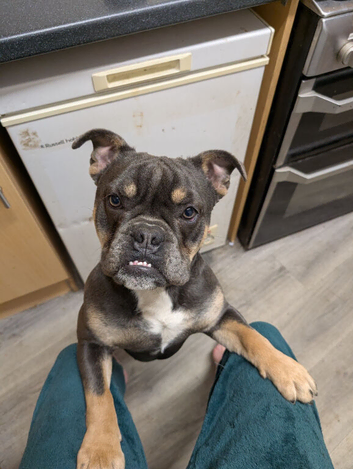English bulldog cross french bulldog dog