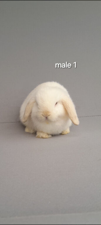 Beautiful mini lop rabbits ready now