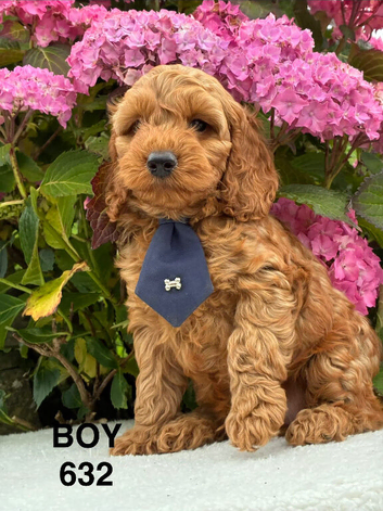 F1b Male Cockapoo Puppies Available!