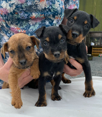 Lakeland / Patterdale Terrier Puppies