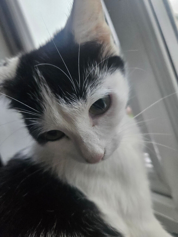 1 and half year old cat