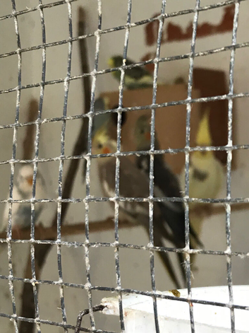 Cockatiels and budgies