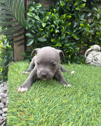 KC Registered Staffordshire Bull Terrier Puppies