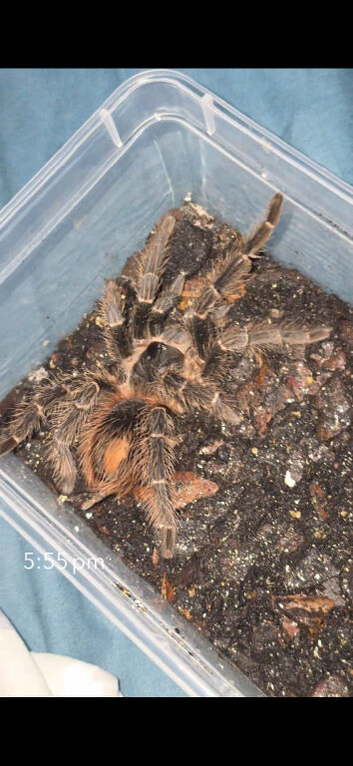 Mature male salmon pink tarantule