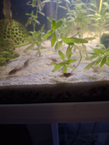 Juvenile bronze corey cats
