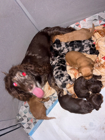 Cocker spaniel pups