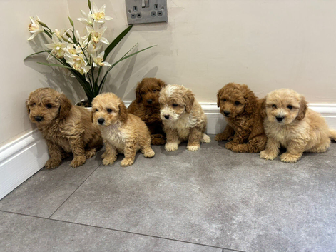 COTON NOODLES PUPPIES Ready NOW