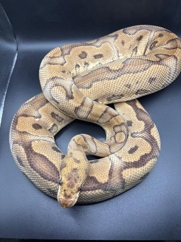 Fire Clown Ball Python Proven Breeder