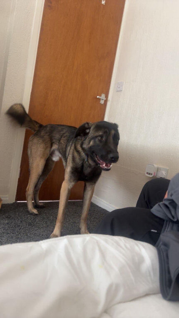 Belgian mali x caucasian Shepherd