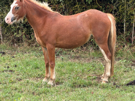 Beautiful Welsh section A filly