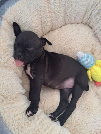 (Last pup) Female