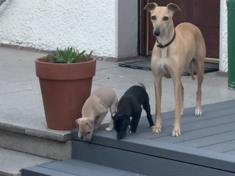 Whippet pups
