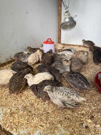 29 6 week old cotournix quails