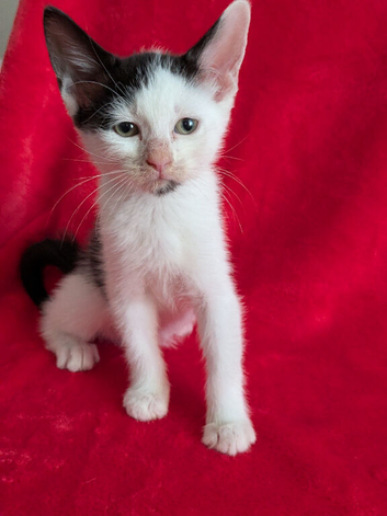 4 beautiful Turkish van X ragdolls babies