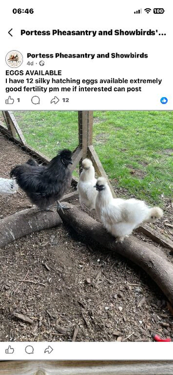 Silky rooster