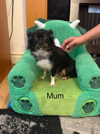 Chihuahua puppies 2 boys available