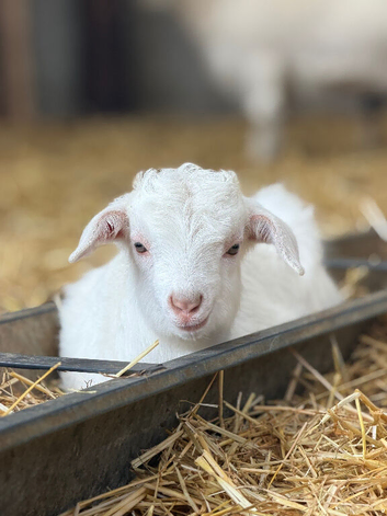Goats for sale