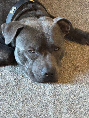 Male blue Staffy