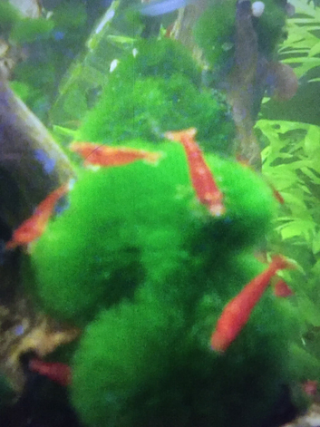 Red cherry shrimp &pound;1 each