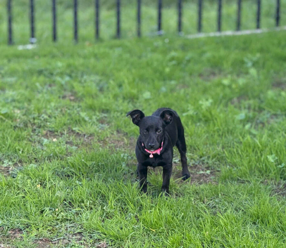 Jack Russell girl