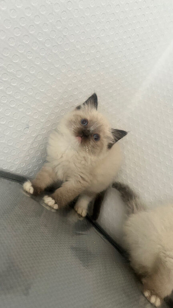 RAGDOLL MALE