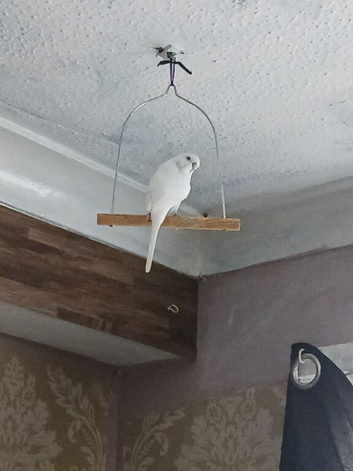 adult budgie , 2cages and accessories