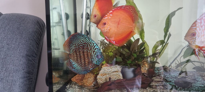 Discus