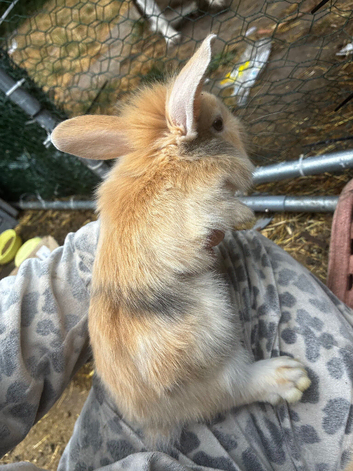 7 rabbits looking for homes