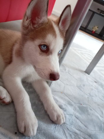 Siberian husky