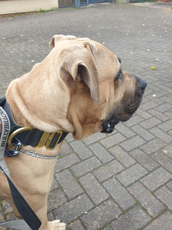 Boerboel