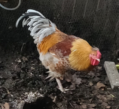 Roosters and cockerels for sale