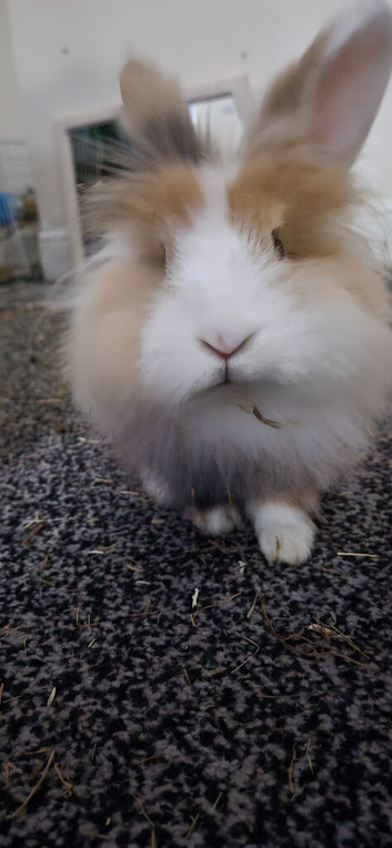 BOY BUNNY