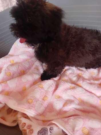 Shihpoo puppies theres only one girl available  ready to go to therer new loving homes now if they are on here they are availble