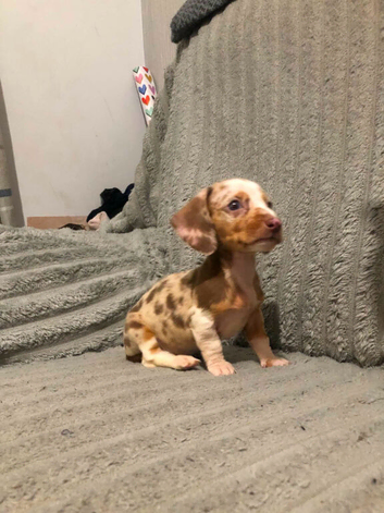 4 lovley pups left looking for 5star homes