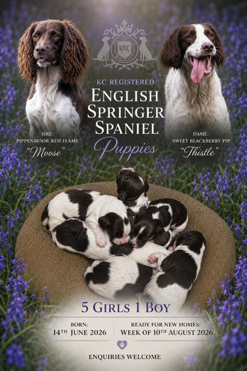 English Springer Spaniels