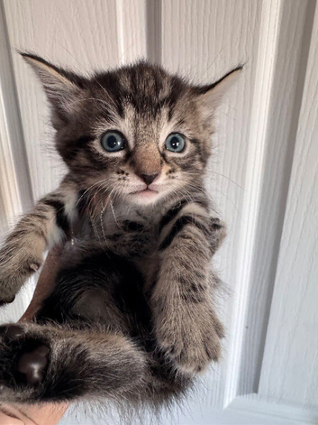 Gorgeous Kittens