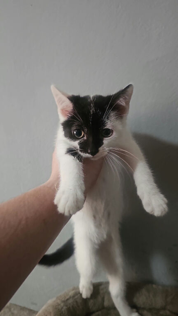 White and black kitten