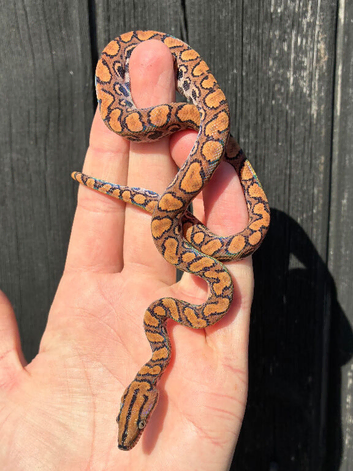 Brazilian Rainbow Boa babies
