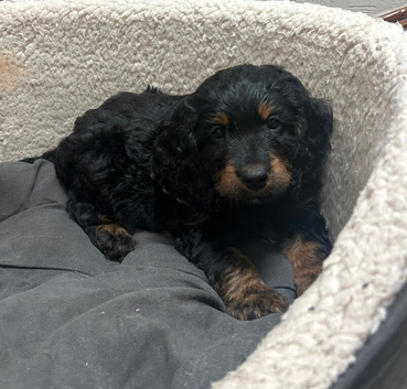 Cockapoo puppies