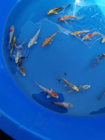 Beautiful koi from &pound;5