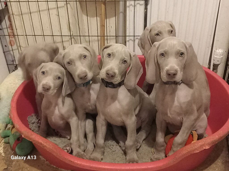 K c reg Weimaraner puppies